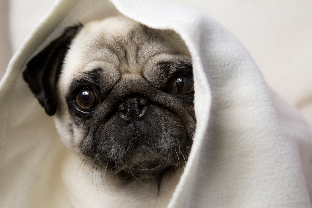 Pug dog wrapped in blanket