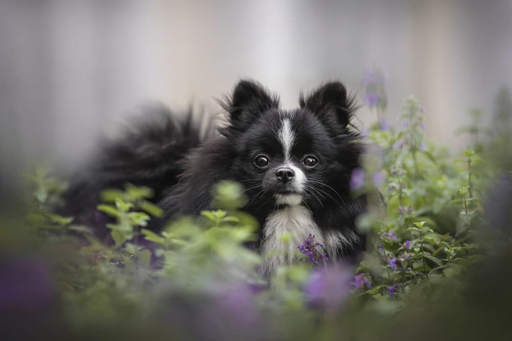 Is Catnip Bad for Dogs?