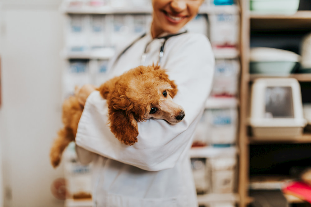 Veterinarian holding a miniature Poodle