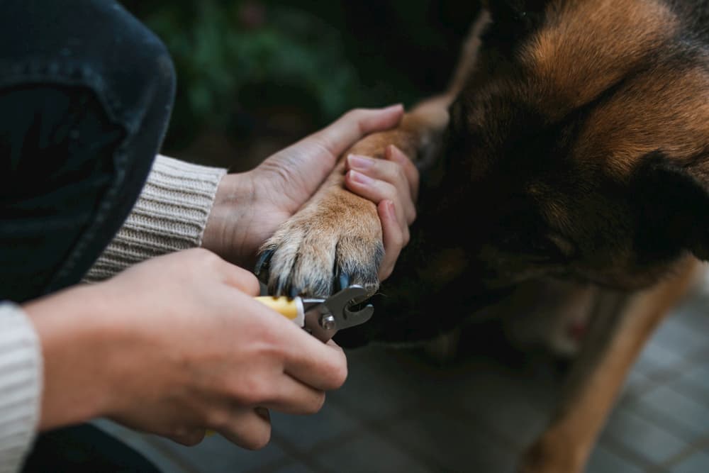 Woman trimming nails of a dog