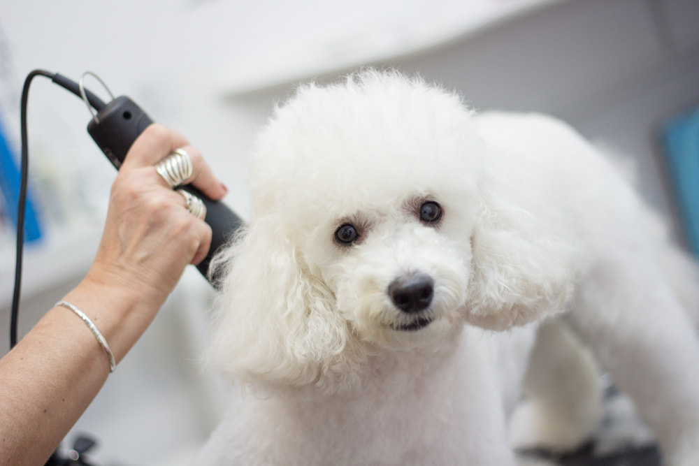 Woman grooming a Poodle dog