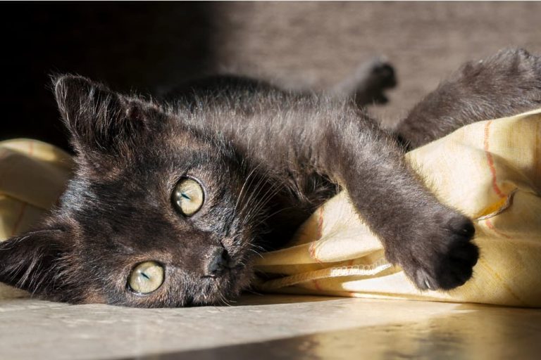 Cute black cat laying in the sun