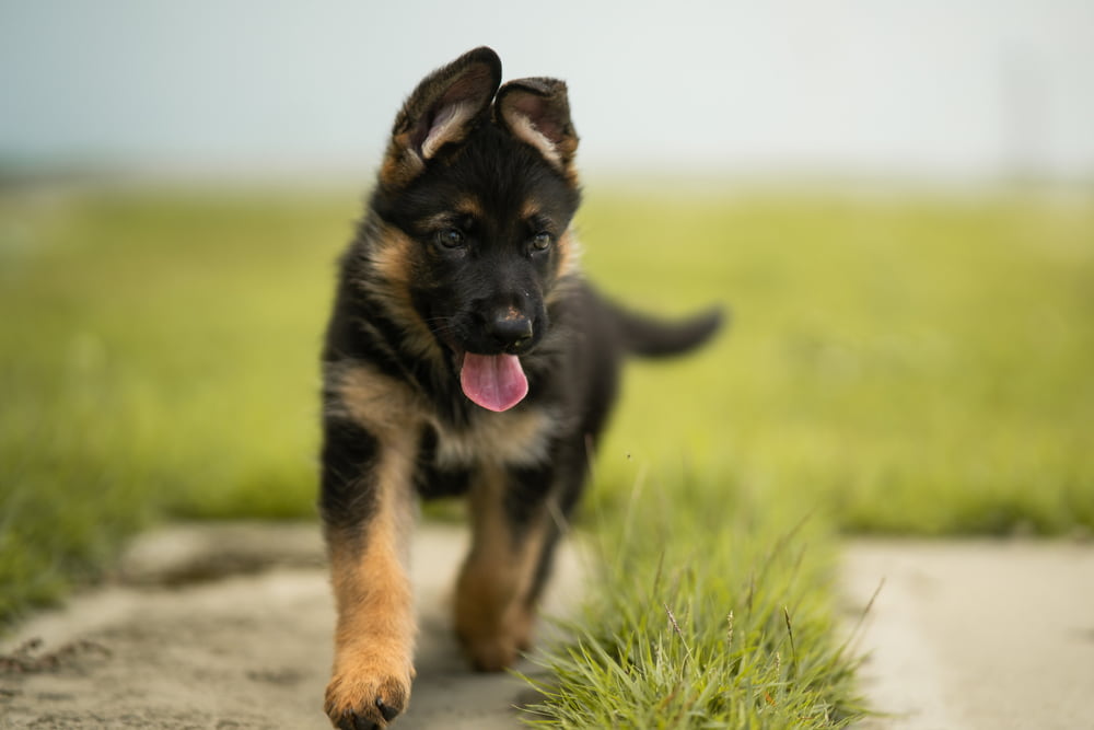 German Shepherd puppy running