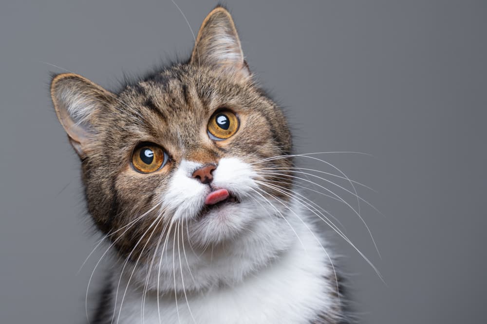 Cat looking up with tongue out