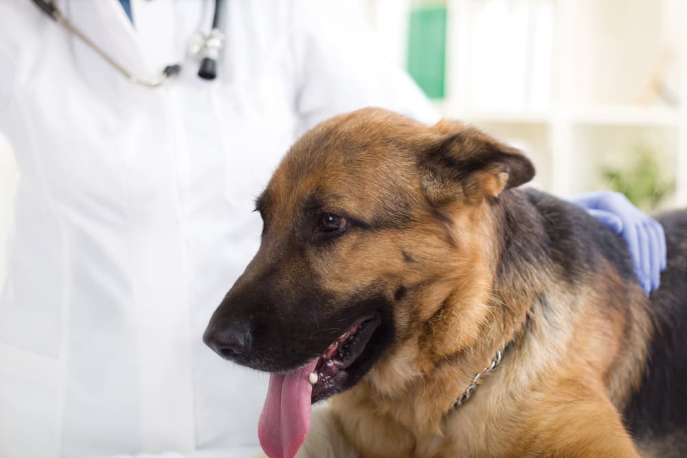 German Shepherd at veterinarian