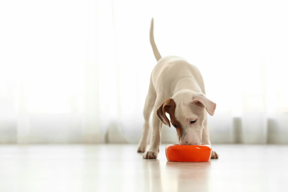 Dog eating from food bowl