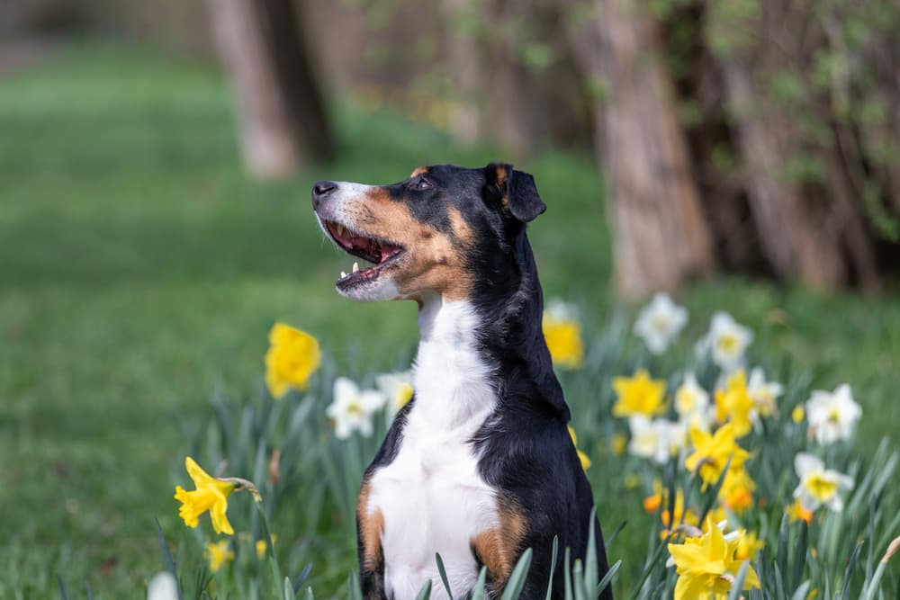Dog sitting in daffodils
