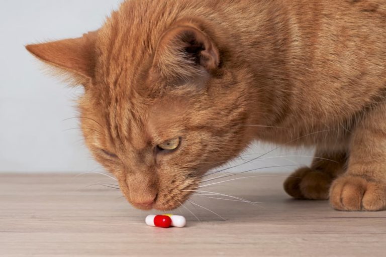 Cat exploring pill