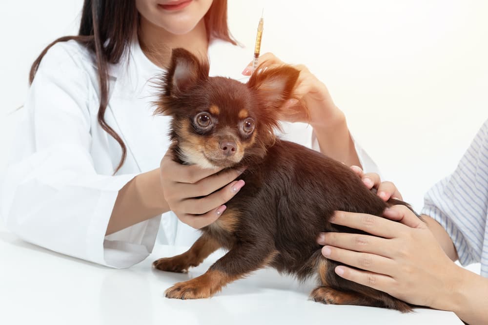 Lyme Vaccine for Dogs
