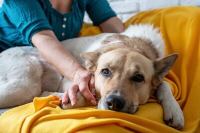 How to Comfort a Dog in Pain: 8 Tips