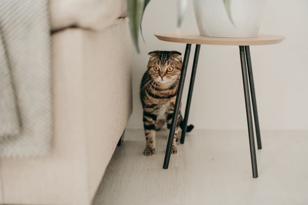 Cat hiding behind a table, scared in an apartment