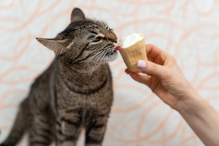 Cat eating ice cream
