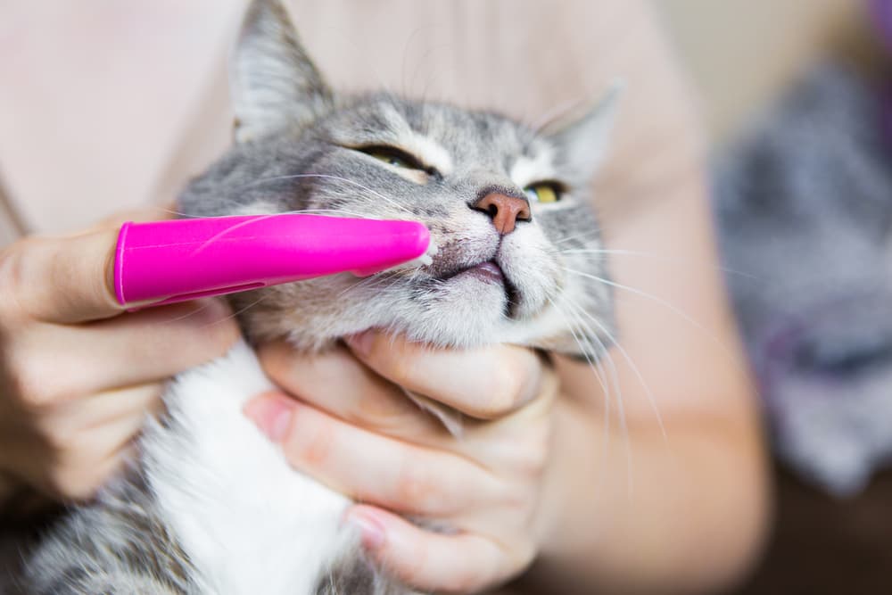 brushing cat teeth with fingerbrush