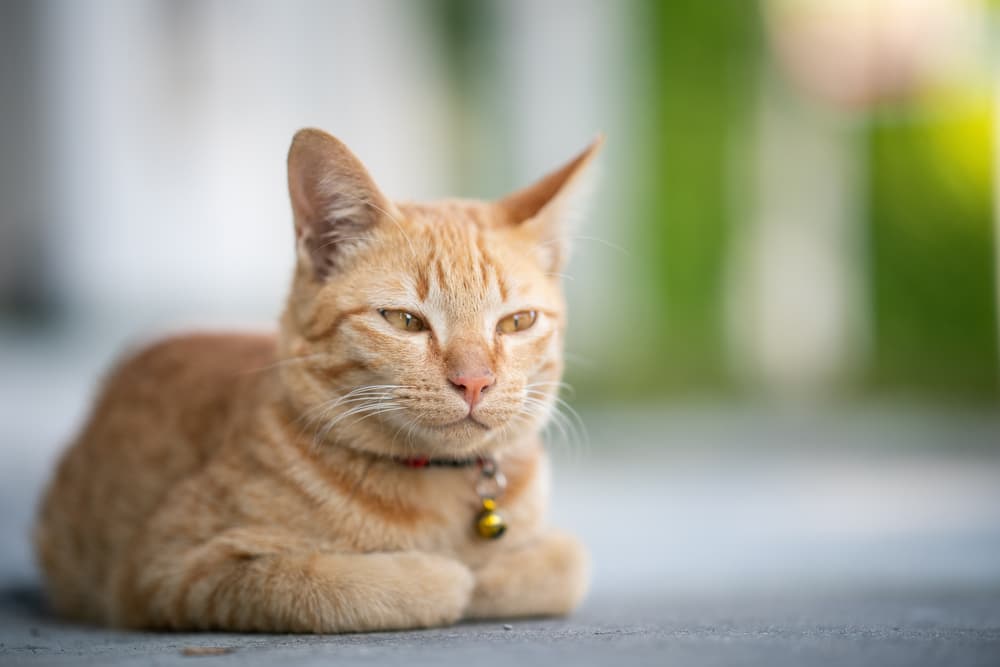 Cat Loafing: What It Is and Why They Do It