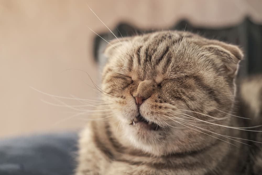 Scottish Fold cat is about to sneeze