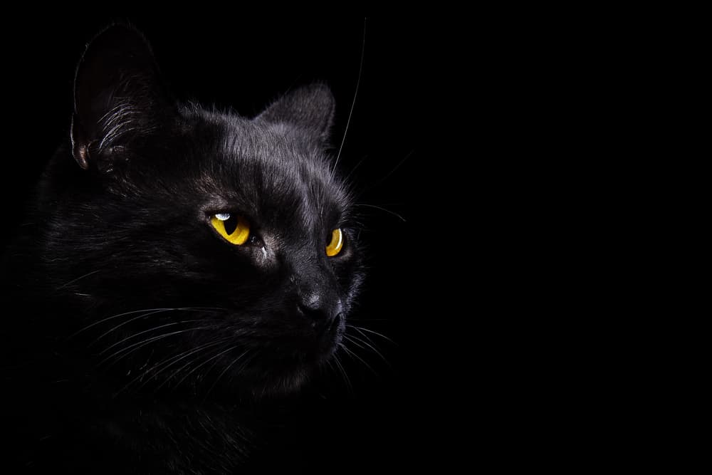 Black cat in a black background