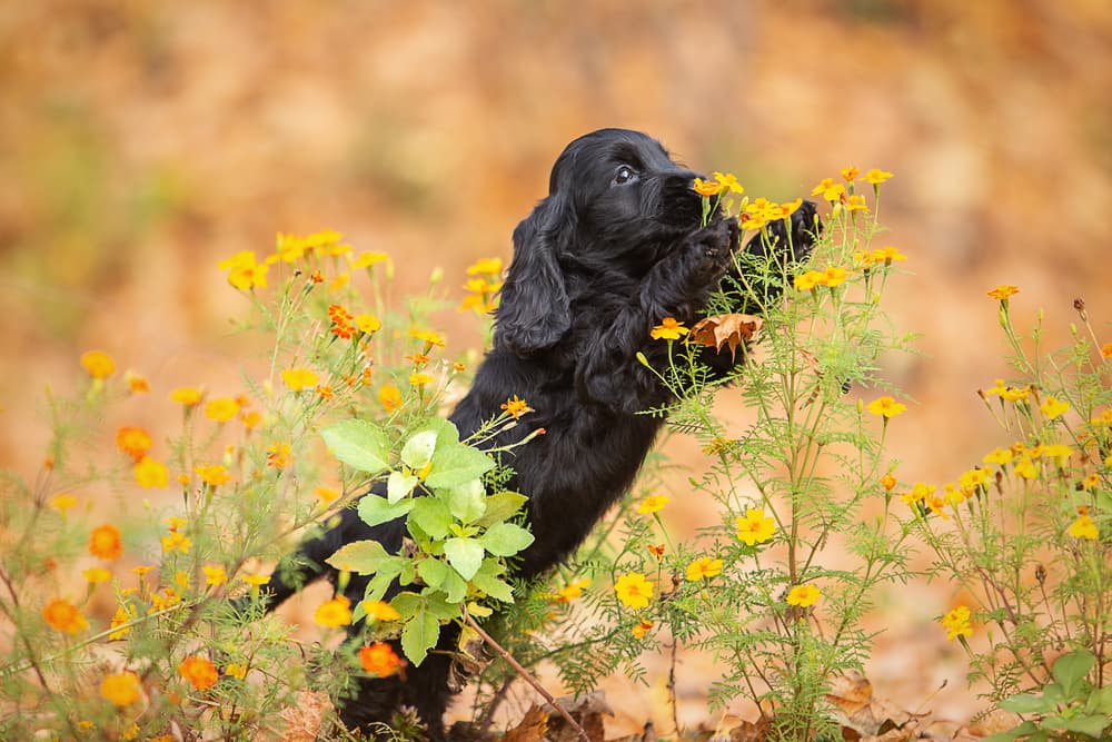 Puppy Cocker Spaniel playing with flowers outside