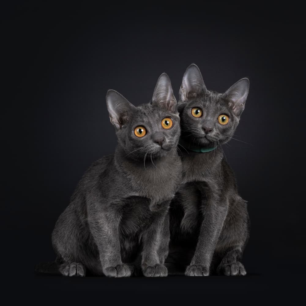A pair of Korat kittens against a black backdrop