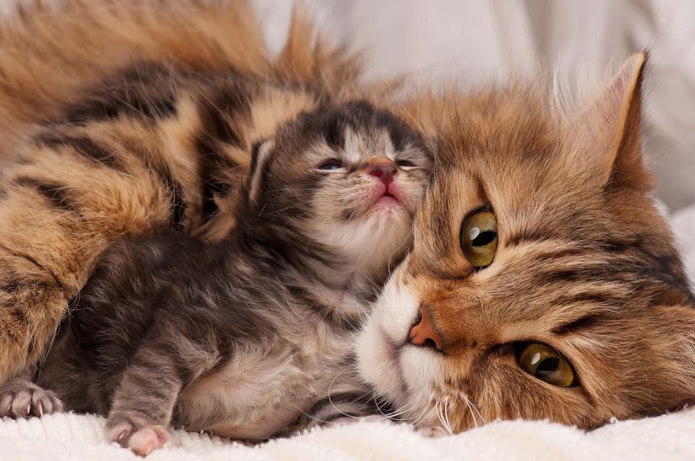 Cat Pregnancy: What to Expect