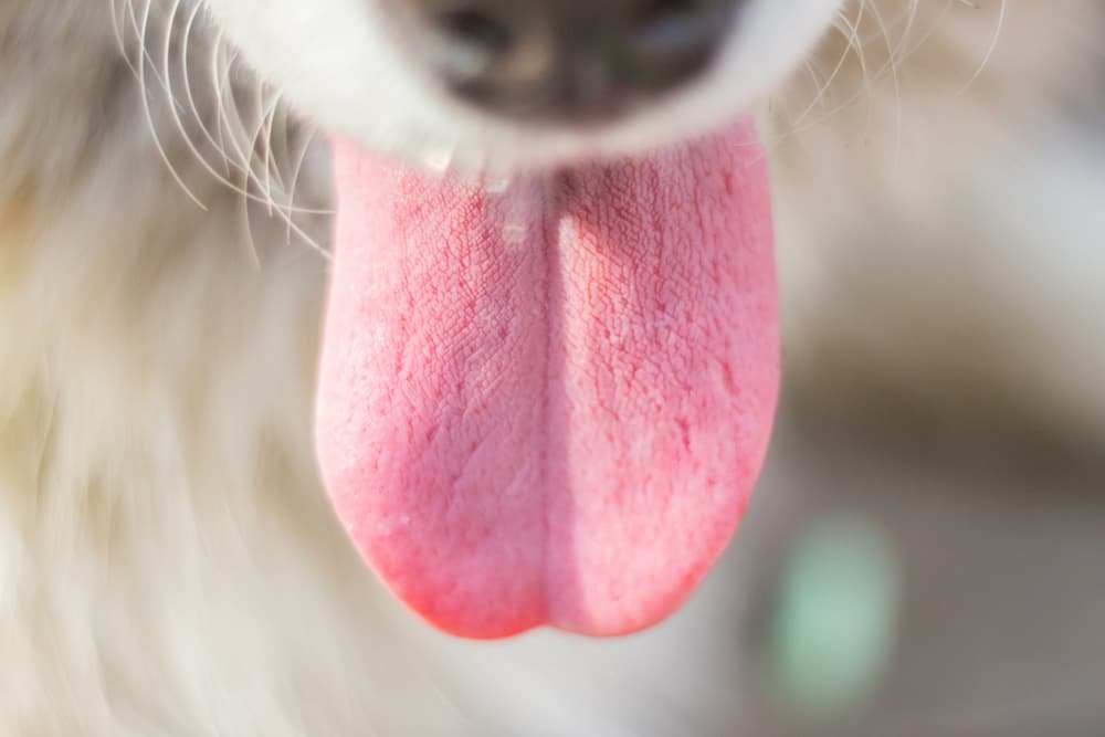 Closeup of a dog's tongue