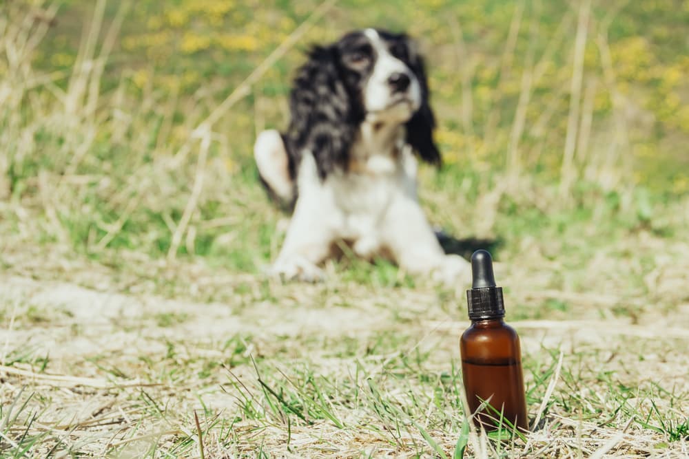 Neem Oil for Dogs: Is It Safe?