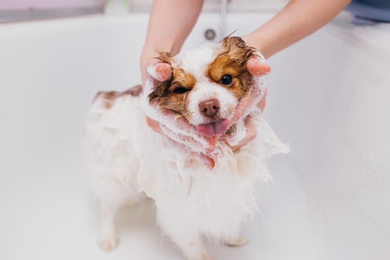 puppy in the bath