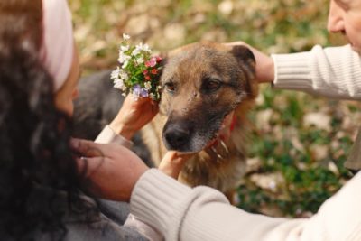 Adopting a Senior Dog: 8 Things You Need to Know