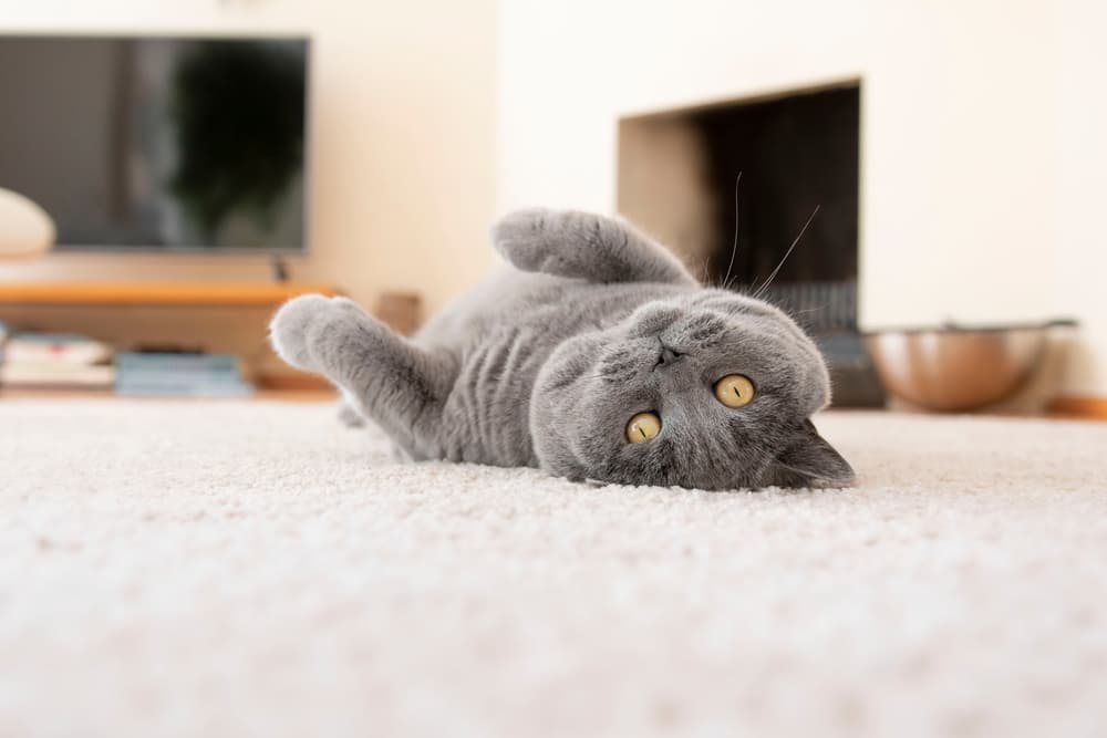 cat rolling on floor