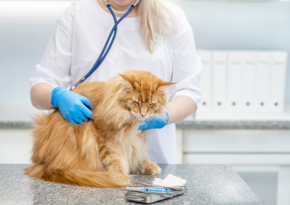 Cat getting examined at vet