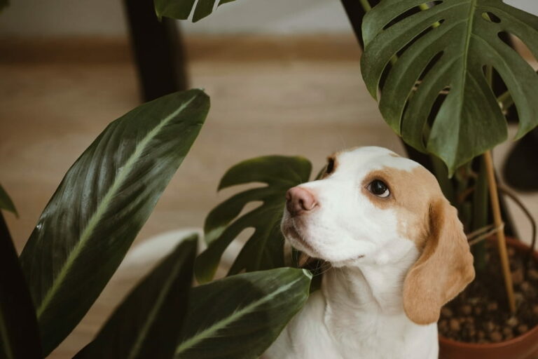 Beagle with houseplants
