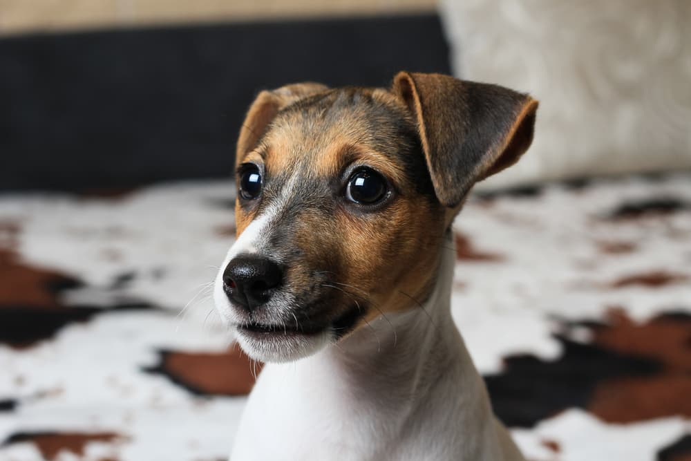 Jack Russell dog 