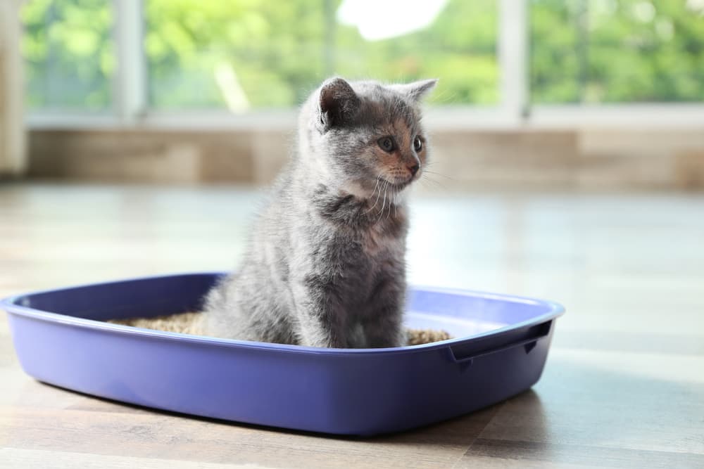 Cute kitten sitting in a litter box at home