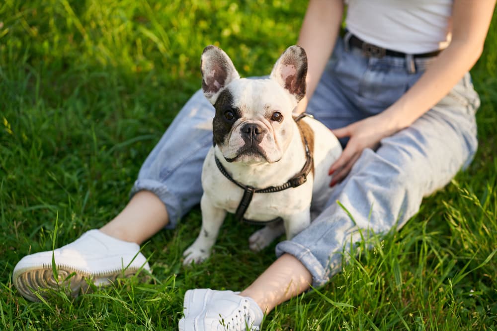 How to Train a French Bulldog