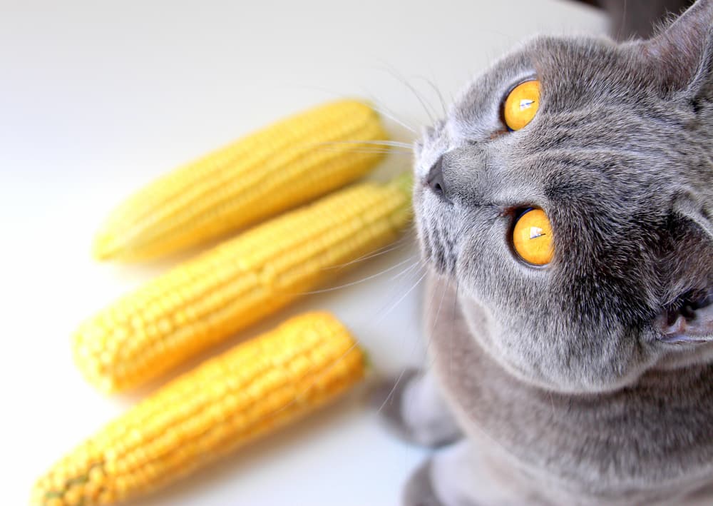 Gray cat with corn on cob