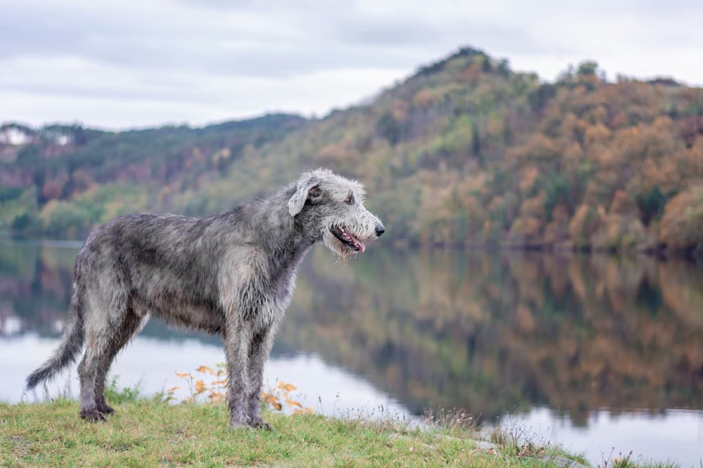 Irish Wolfhound stands on river bank