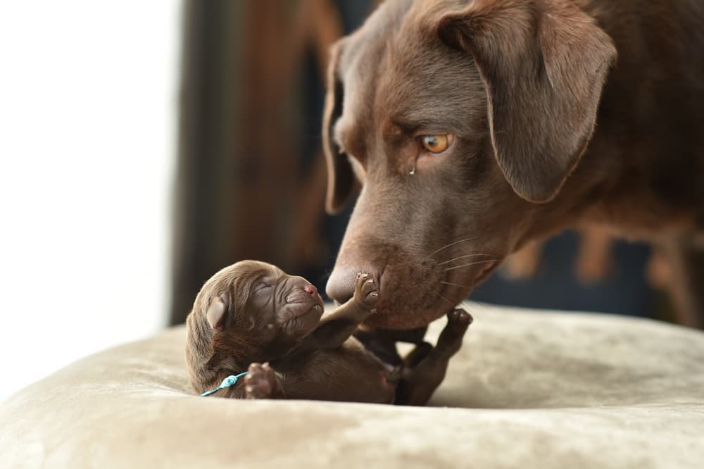 Adult Chocolate Labrador Retriever with puppy
