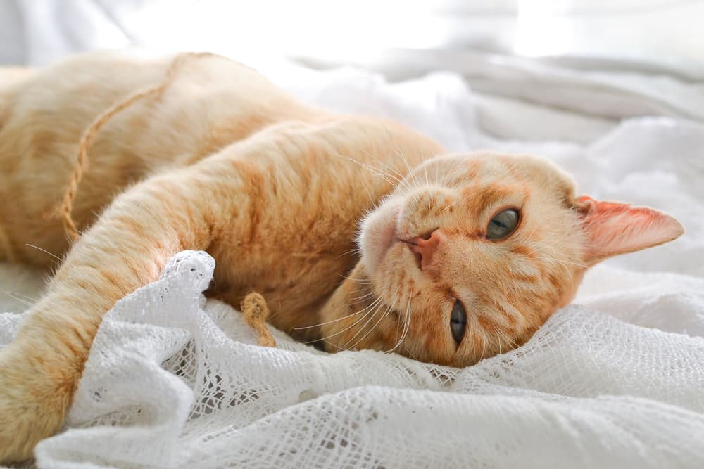 Ginger cat staring on bed