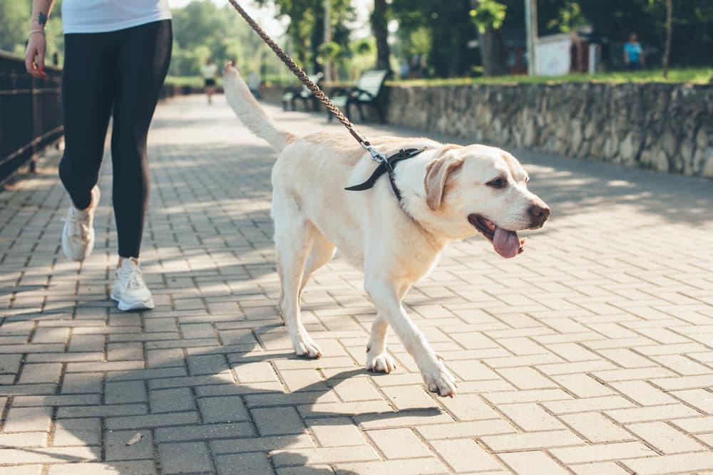 Labrador walking on leash