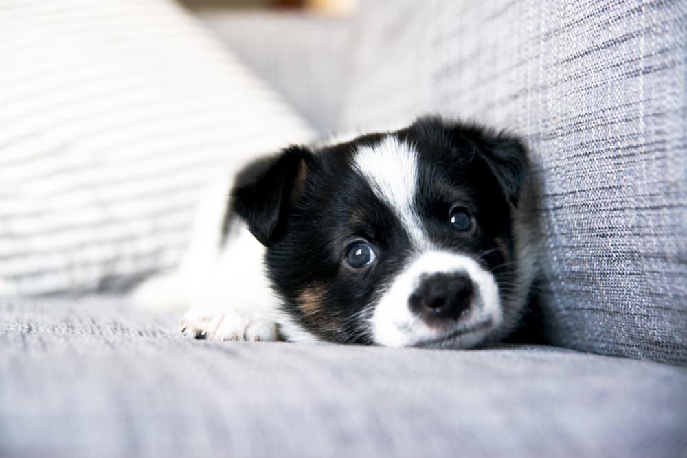 Puppy lying on couch looking sad