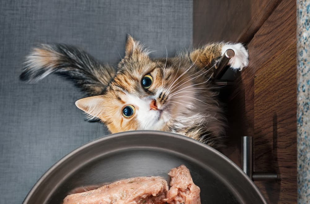 Feeding cat raw chicken