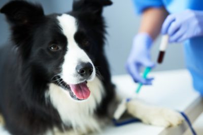 Glucose Curve for Dogs: What to Expect