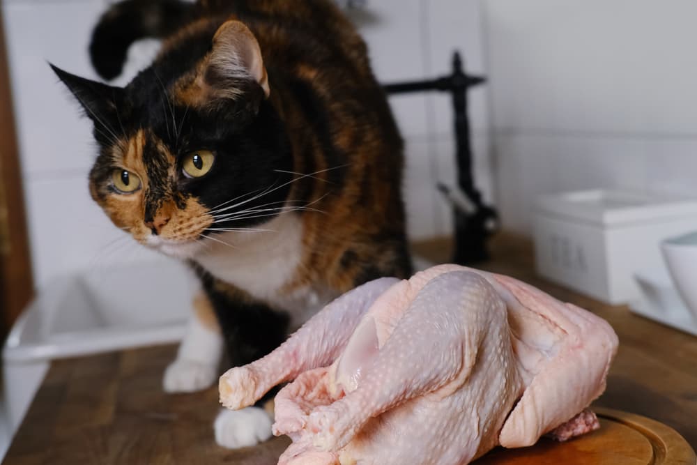 Cat near raw chicken on counter