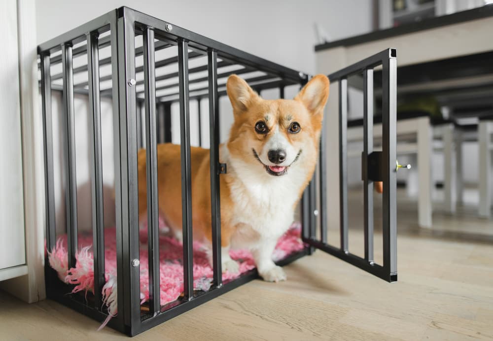Crate Training 101: A Step-by-Step Guide