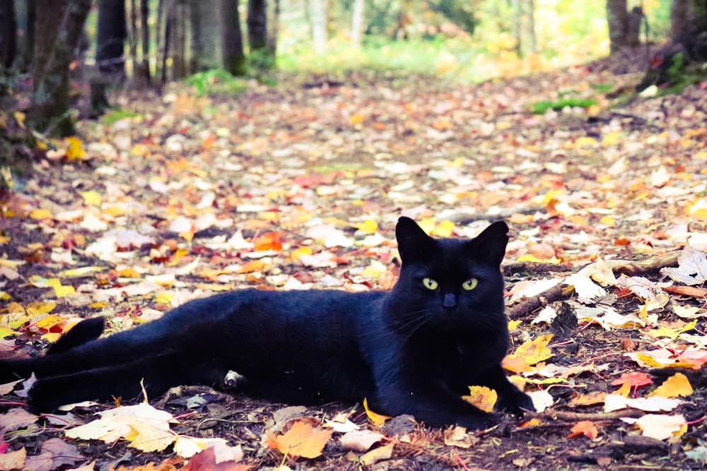 Black cat laying in the woods with leaves all around