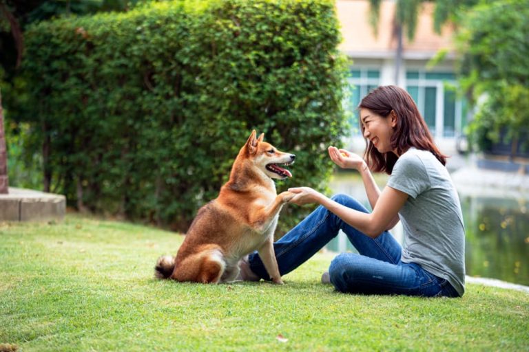 Woman doing positive training with dog