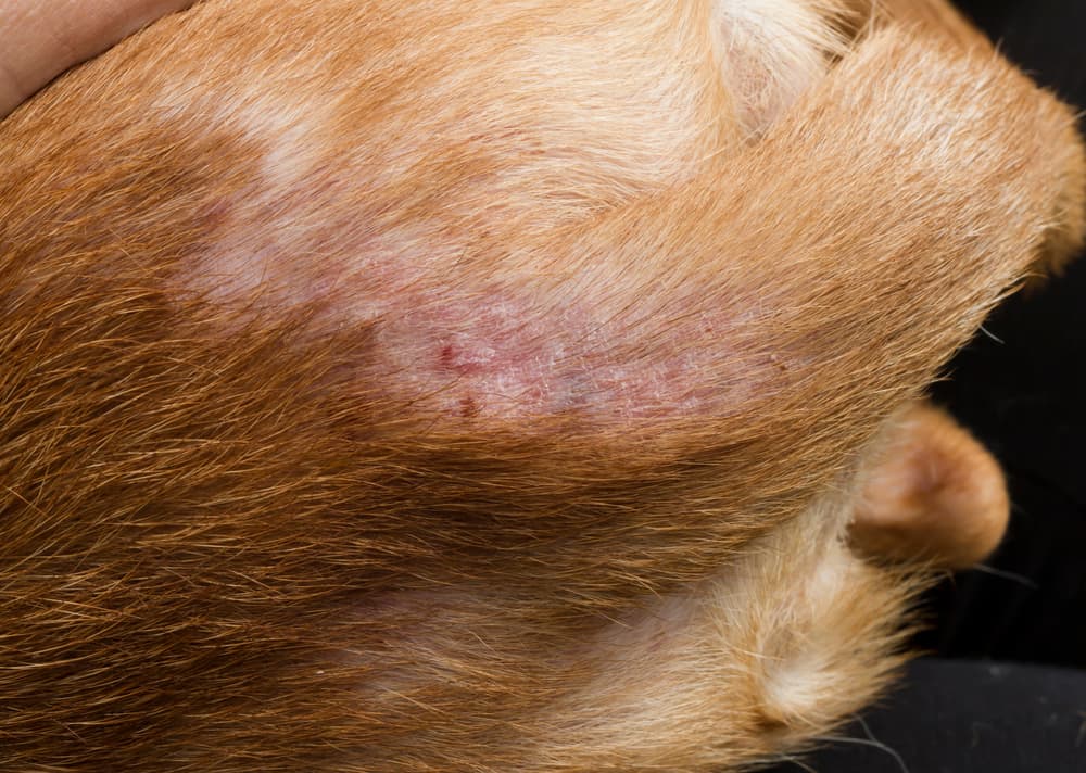 flea bites on dog
