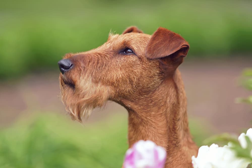 Irish Terrier in spring