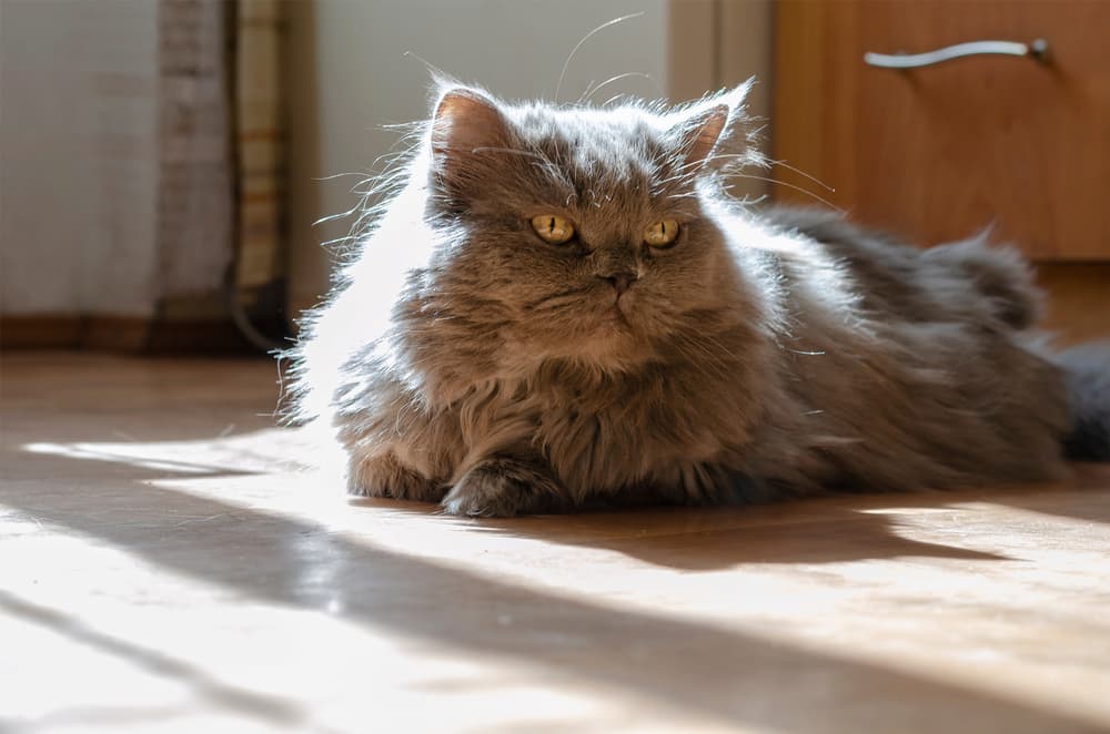 Portrait of gray fluffy 15 year old cat lying on the floor indoors.