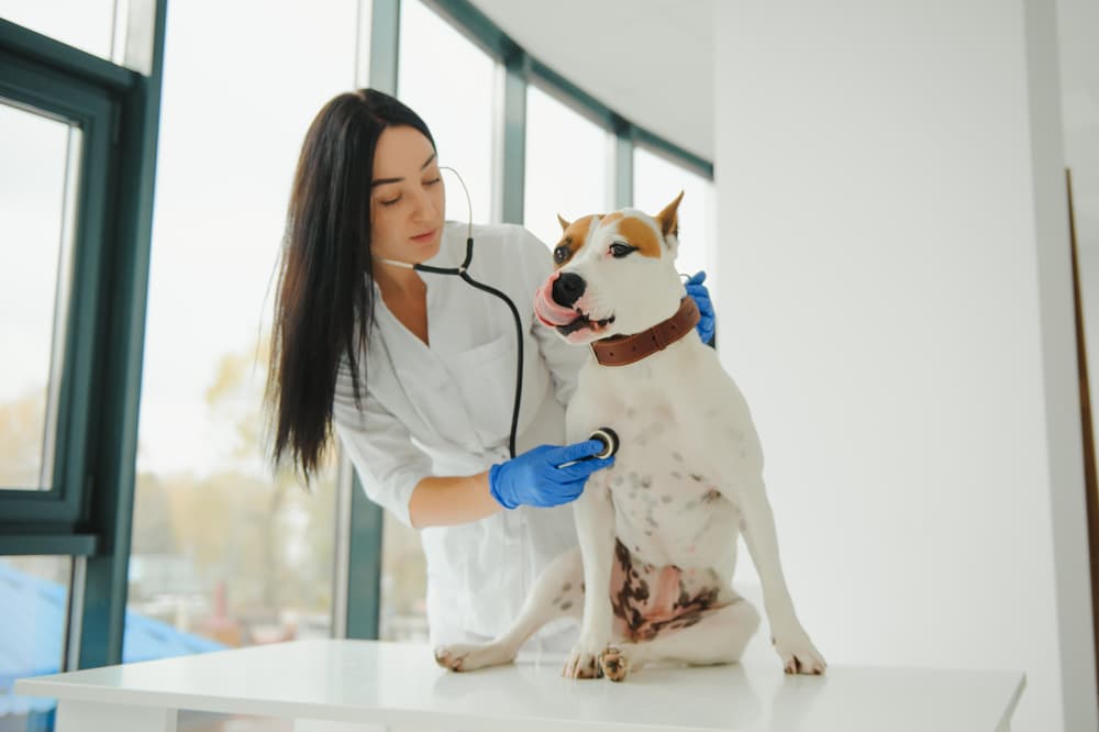 Vet treating dog mitral valve disease