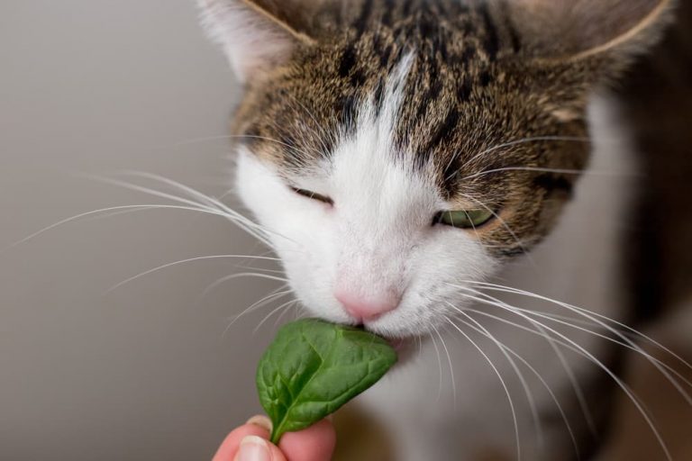 Cat eating a leaf of spinach